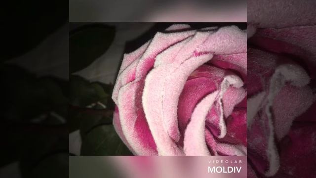 Декор цветов,бархатные розы. смотреть онлайн