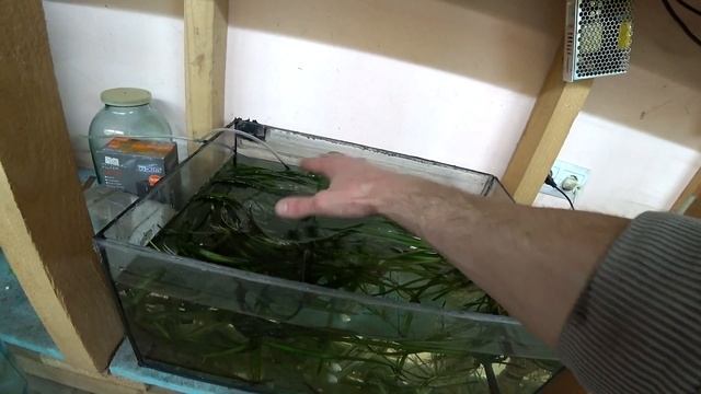 Гуппи Родила‼️ Запустил Гурами на нерест ✅️ смотреть онлайн