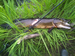 Спиннинг. Щуки на таежной речке. ЩУКА 4.9 КГ.Spinning. Pike on the taiga river. PIKE 4.9 KG..mp4 смотреть онлайн