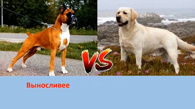 НЕМЕЦКИЙ БОКСЕР VS ЛАБРАДОР смотреть онлайн