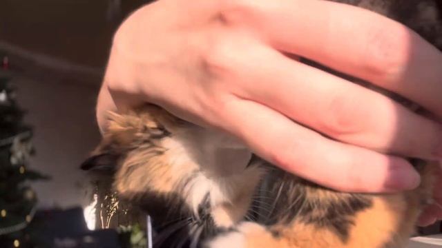 Про мою семью ?от племянника до прабабушки смотреть онлайн