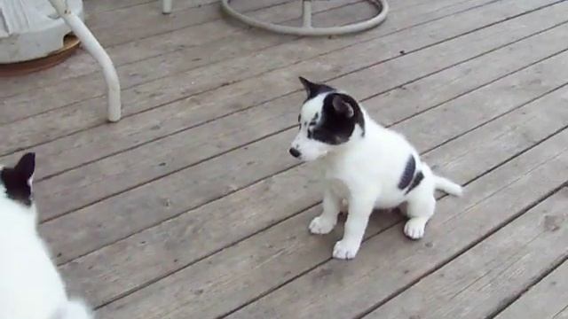 Mini Husky ( Shiba Husky Mix) смотреть онлайн