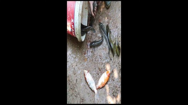 EXCELLENT METHOD: Use brocade python to catch fish смотреть онлайн