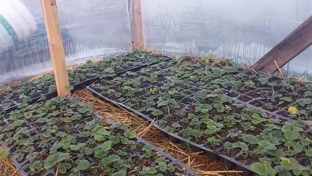 Рассада Клубники на весну,какие сорта я оставил на весну?