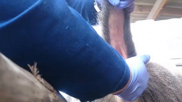 КФХ Бобырин - из какого места берут кровь у коров? смотреть онлайн