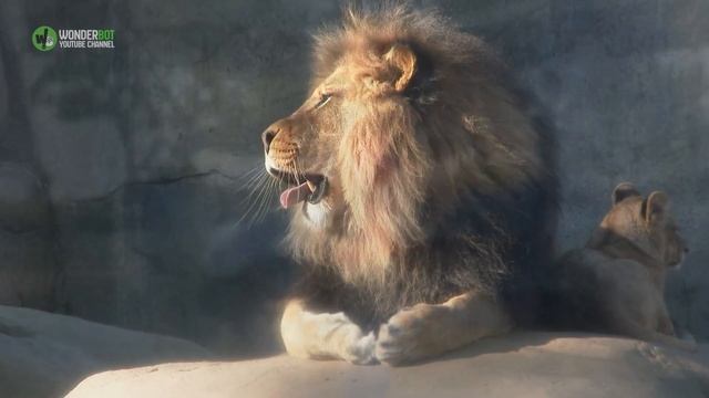 They Had No Idea The Lion Would React This Way смотреть онлайн