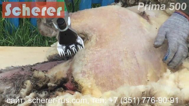 Машинка для стрижки овец и коз Scherer Prima 500 (Шерер Прима 500) - стрижка мериноса смотреть онлайн