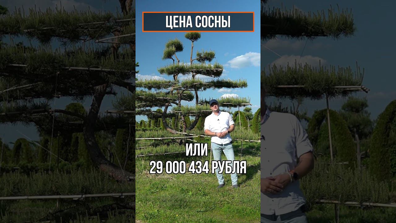 Сколько может стоить дерево для загородного участка смотреть онлайн