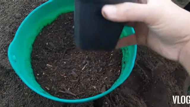 "PART 1"How to save your Echeveria Madiba from rotten stem and molds Journey- смотреть онлайн