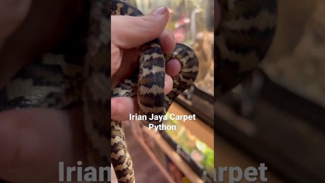 Irian Jaya Carpet Python смотреть онлайн