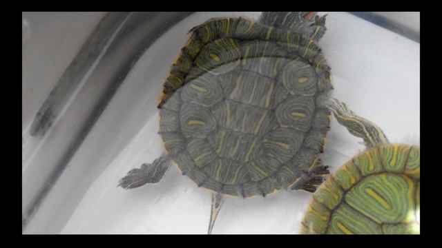 МОЯ МИЛАЯ ЧЕРЕПАХА))))) смотреть онлайн