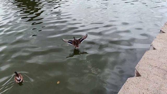 Беларусь, Минск, июль 2023 смотреть онлайн