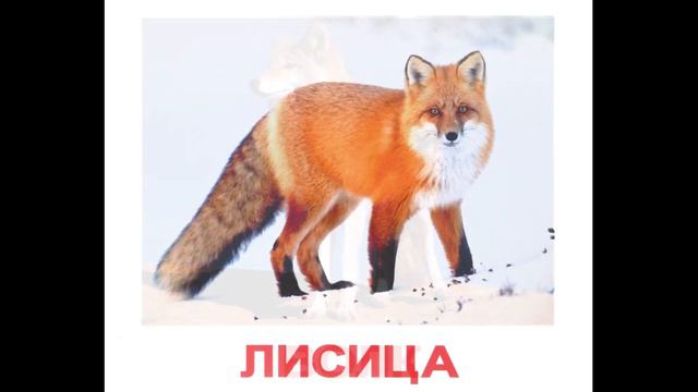 Карточки Домана Дикие животные часть 2 смотреть онлайн