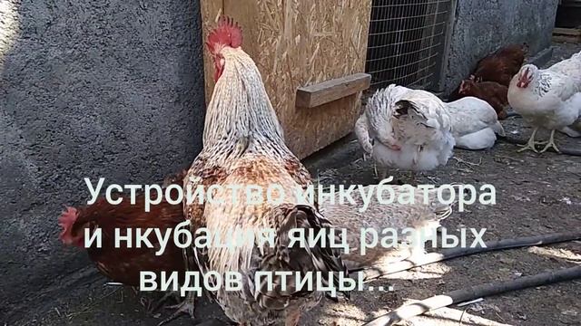 Давайте познакомимся, или коротко о канале. смотреть онлайн