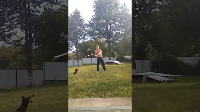 Тренировка питбуля.Игры смотреть онлайн