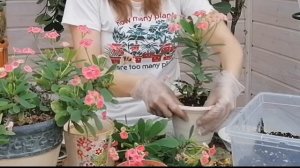 ПЕРЕСАДКА МОЛОЧАЯ МИЛЯ/УХОД