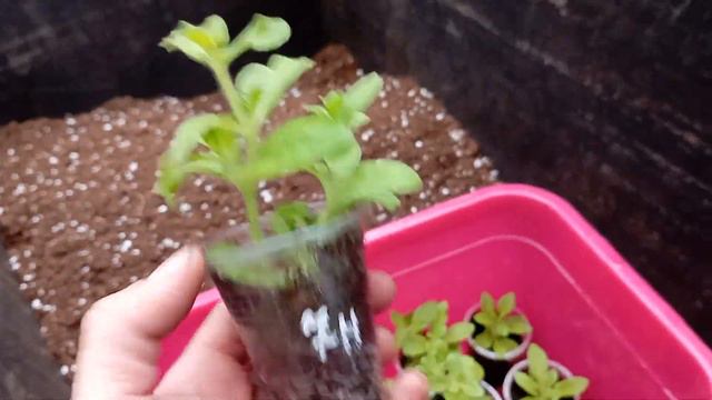 Мои петунии НОВИНКИ укоренились! 🌱🌺