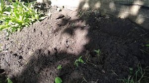 Пересадка черенков Гортензии в  грунт.