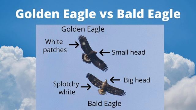 Bald Eagle vs Golden Eagle - Raptor Identification смотреть онлайн