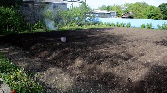 ШЕРИФ и МЫ САЖАЕМ КАРТОШКУ БЕЗ ГРЯДОК и БОРОЗД экономя место. (УМЕР ОТРАВЛЕННЫЙ СКОТИНОЙ 24.04.2023 смотреть онлайн