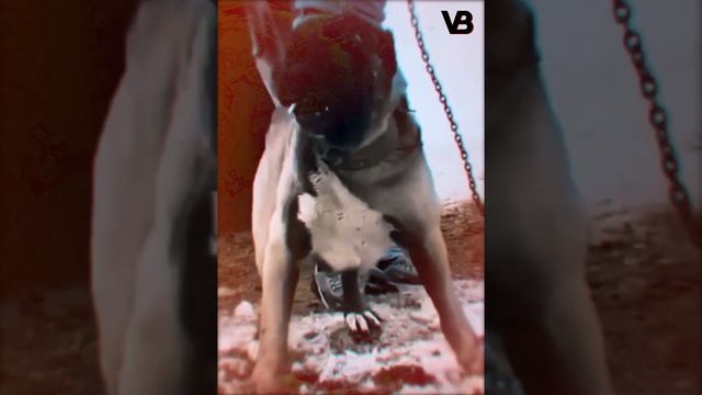 Kangal - The Strongest Dog In The World смотреть онлайн