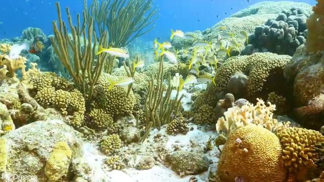 Ocean Colors 4K (ULTRA HD) - Beautiful Relaxing Coral Reef Fish - Relaxing Music смотреть онлайн