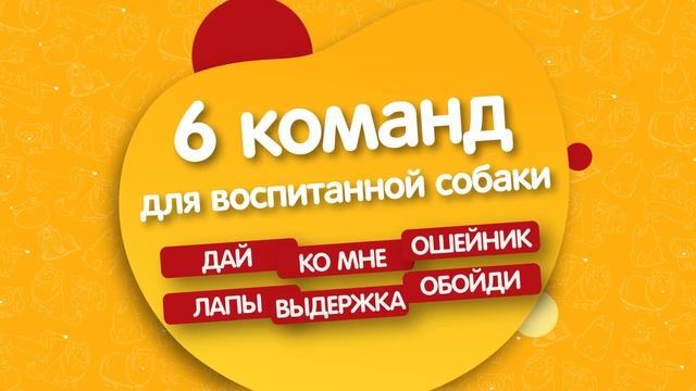 Курс воспитанной собаки ? Создан при участии Российской Кинологической Федерации (РКФ) смотреть онлайн