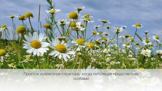 Экология. Часть 2. Популяция смотреть онлайн