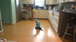 кошка на пылесосе