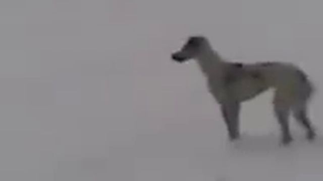 казахская охота на лис с тазы эпизод 3