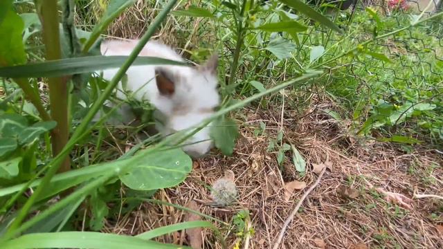Floofs 🐰, chooks 🐥, kale, dandelions, and 🧠 the 🐓. So many blessings! смотреть онлайн