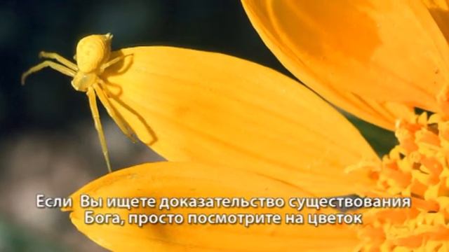 Флойд Холдман - слайды, природа смотреть онлайн