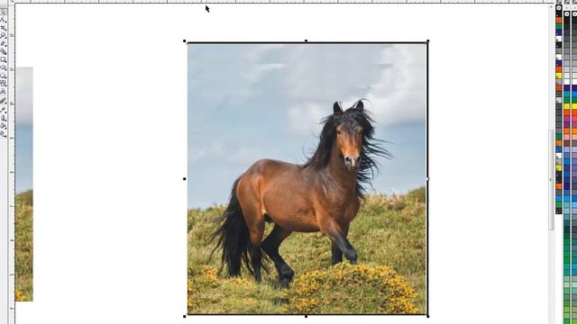 Corel Draw/ PhotoPaint - Change the dimensions of a photo without distorting it. смотреть онлайн