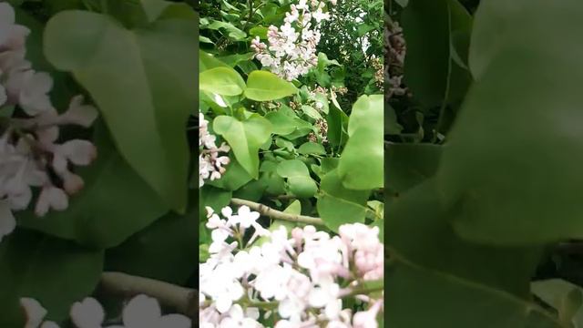 Сирень! 🌸