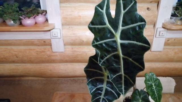 Хана цветам, растениям! смотреть онлайн