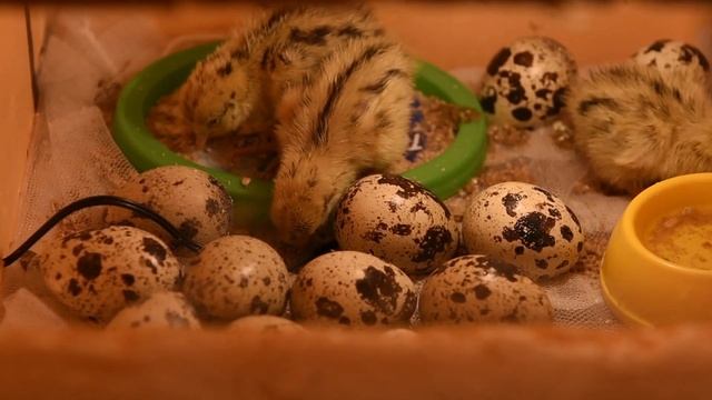 Тюменец вырастил перепелов из магазинных яиц смотреть онлайн