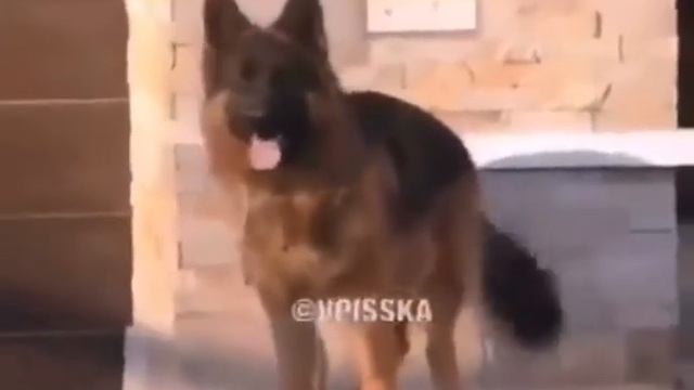 Немецкая овчарка понимает команды только на немецком смотреть онлайн