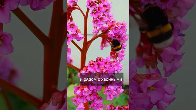 Бадан, лекарственное и красивое растение смотреть онлайн