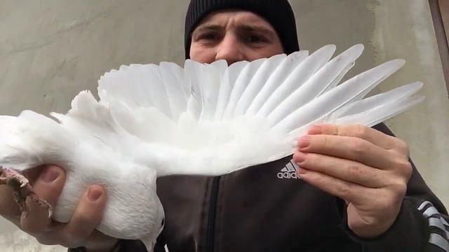 Бакинские голуби белые 12 перые старая кровь обзор смотреть онлайн