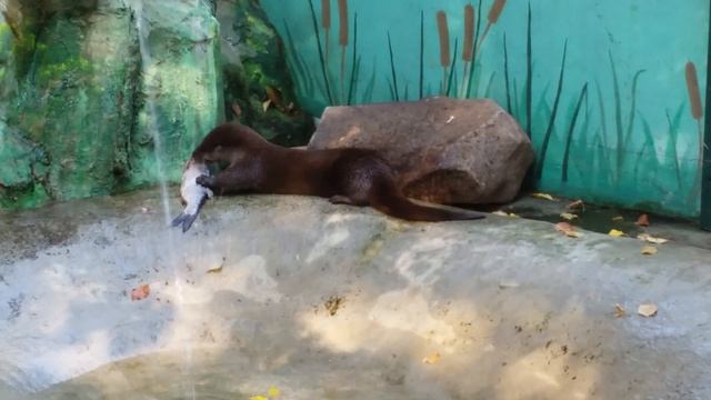 Зоопарк лимпопо нижний новгород смотреть онлайн