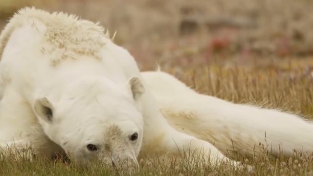 Что будет если ВСЯ морская вода станет пресной? смотреть онлайн