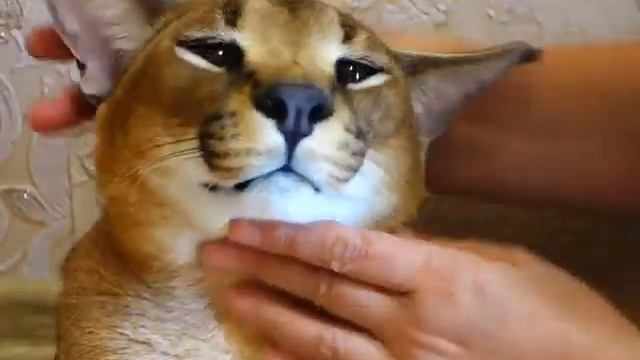 Наш каракал Талисман самый ласковый парень))) смотреть онлайн