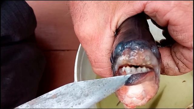 Рыба с зубами, как у человека! поймали в карьере. Анонс к видео! смотреть онлайн