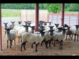 Овцематки с бараном производителем на случке. Племрепродуктор ООО «Романовское»