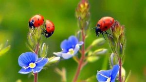 ❤ПРЕВОСХОДНАЯ КЛАССИЧЕСКАЯ МУЗЫКА В СОВРЕМЕННОЙ ОБРАБОТКЕ СКАЧАТЬ!★| Пожалуйста подпишитесь