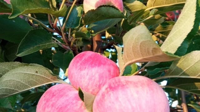 С Яблочным спасом! Сорт Яблочный спас под музыку Пелагеи - Пташечка. смотреть онлайн