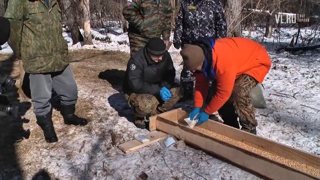 VL ru Вакцинация диких кабанов в Приморье смотреть онлайн