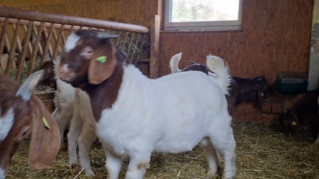 Бурские козы в Германии. отобрал 13 голов козлят 4-х линий. 6-ть козликов и 7-м козочек