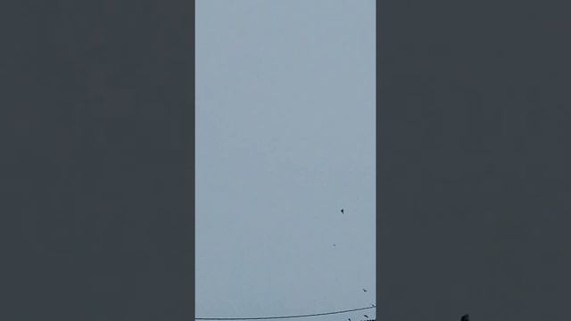 Ястреб и голуби в природе, их поведение. смотреть онлайн