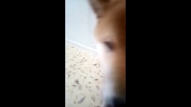 МЕНЯ НЕ ВЫПУСКАЮТ ИЗ КОМНАТЫ! смотреть онлайн